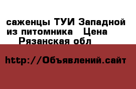 саженцы ТУИ Западной из питомника › Цена ­ 85 - Рязанская обл.  »    